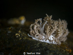 Phyllodesmium pinnatum
Anilao, Philippines by Yeehoo Wai 